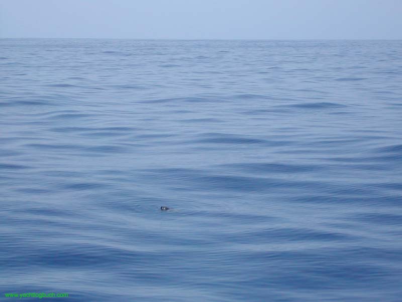 10 Schildkröte zu  Besuch in der Flaute, 130nm Suedwest v. Cabo Verde